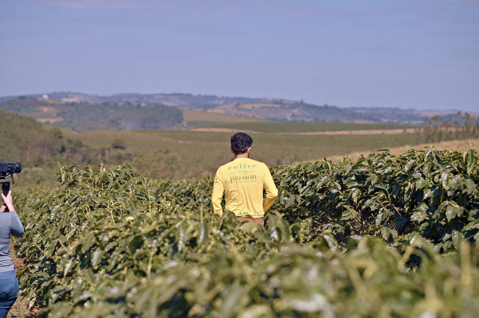Rows of coffee trees at Fazenda Pinhal in Minas Gerais, Brazil