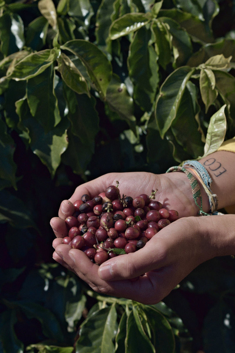 A handful of hand-picked coffee cherries