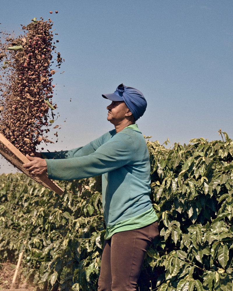 Winnowing freshly picked coffee cherries at Fazenda Pinhal