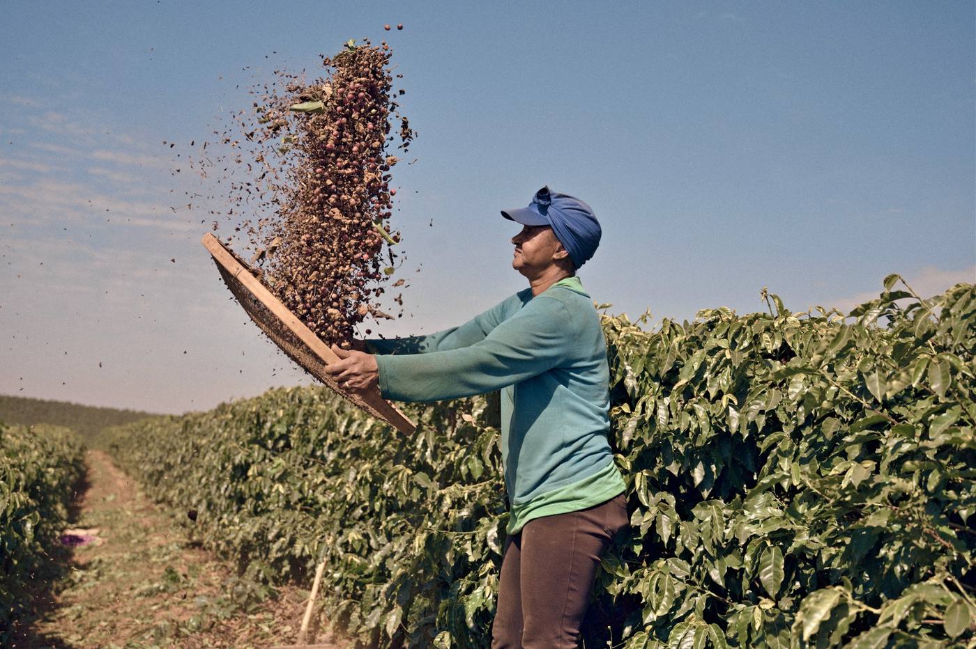 Winnowing the harvest, cherries thrown to the sky