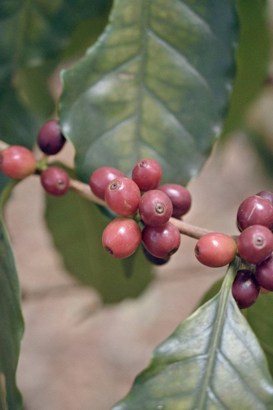 Coffee cherries ripening on the branch