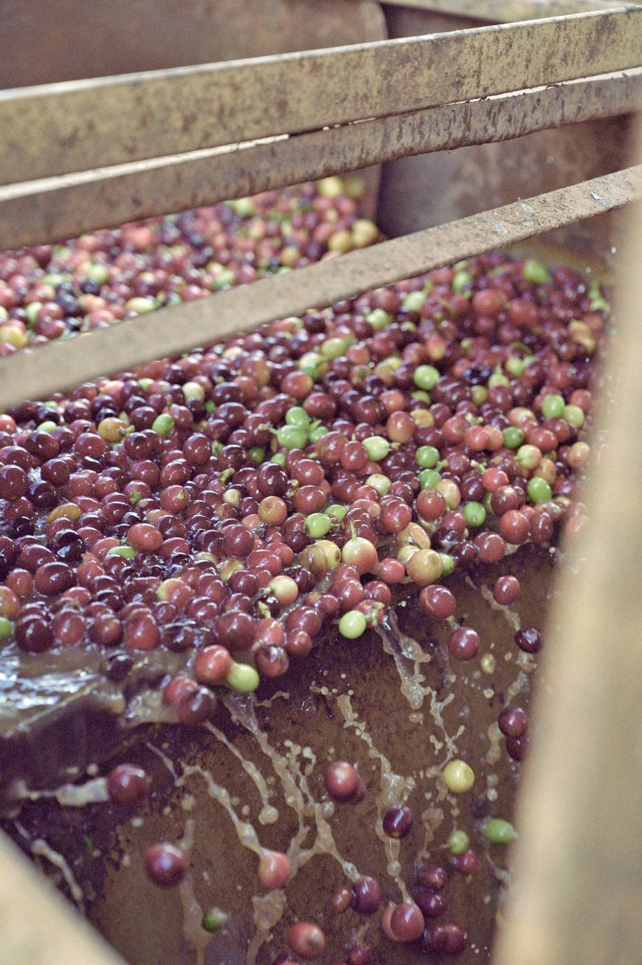 Cherries moving through the wash channel